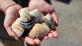 묵호댁 선릉직영점