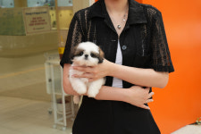 인천강아지분양 홍스퍼피 본점