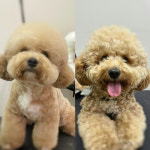 제니멍멍미용&제니네일샵