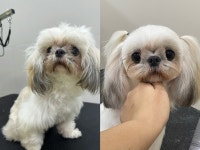 제니멍멍미용&제니네일샵