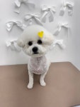스마일댕댕