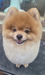이쁘당개