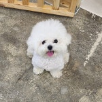 멍그니엘 애견호텔 서울강동점