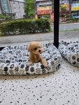 예쁜댕