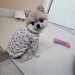 멍그니엘 애견호텔 서울강동점