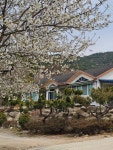 고산돌맹(상금)마을