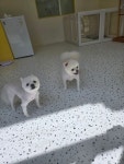 예쁜댕