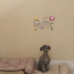 멍그니엘 애견호텔 서울강동점