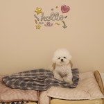 멍그니엘 애견호텔 서울강동점