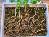 기안말 산삼 삼계탕