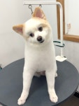 복실복실