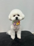댕천탕