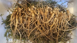 기안말 산삼 삼계탕