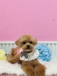 애견지몽