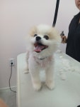 애견지몽