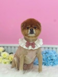 애견지몽