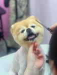 애견지몽