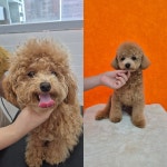 이쁘게 잘라줄개 애견미용실+애견호텔