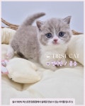 창원고양이분양 퍼스트캣 창원점