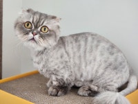 고양이미용&호텔 냥집사