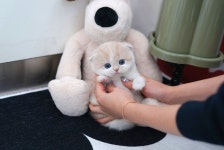 미유펫 강아지고양이 구미점