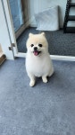 개이뻐 애견미용실