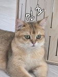 놀면묘하냥 은평점
