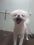 초록애견샵
