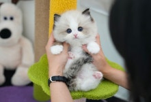 미유펫 강아지고양이 구미점