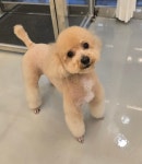 냥이댕이