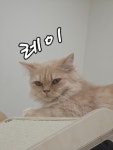 놀면묘하냥 은평점