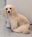 냥이댕이