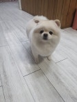 초록애견샵