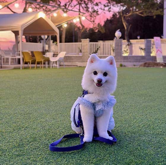 카페 그르르 베이커리 사진