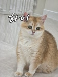 놀면묘하냥 은평점