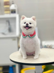몽시어