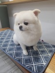 초록애견샵