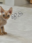 놀면묘하냥 은평점