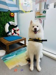버블독스 별내역점