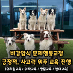 네버슬립독