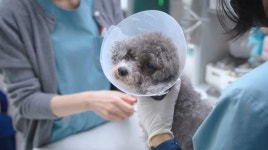 24시 노아동물메디컬센터