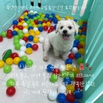 멍룸 애견호텔 , 애견유치원