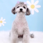 똥강쥐