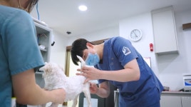 24시 노아동물메디컬센터