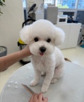 아로멍