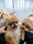 프라독 수원인계본점
