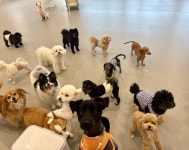 놀멍뛰멍 애견유치원 애견호텔