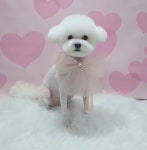 룰루랄라애견미용실