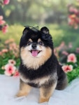 멍보드레