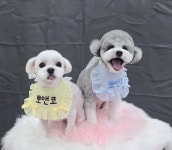 뽀앤코 펫살롱